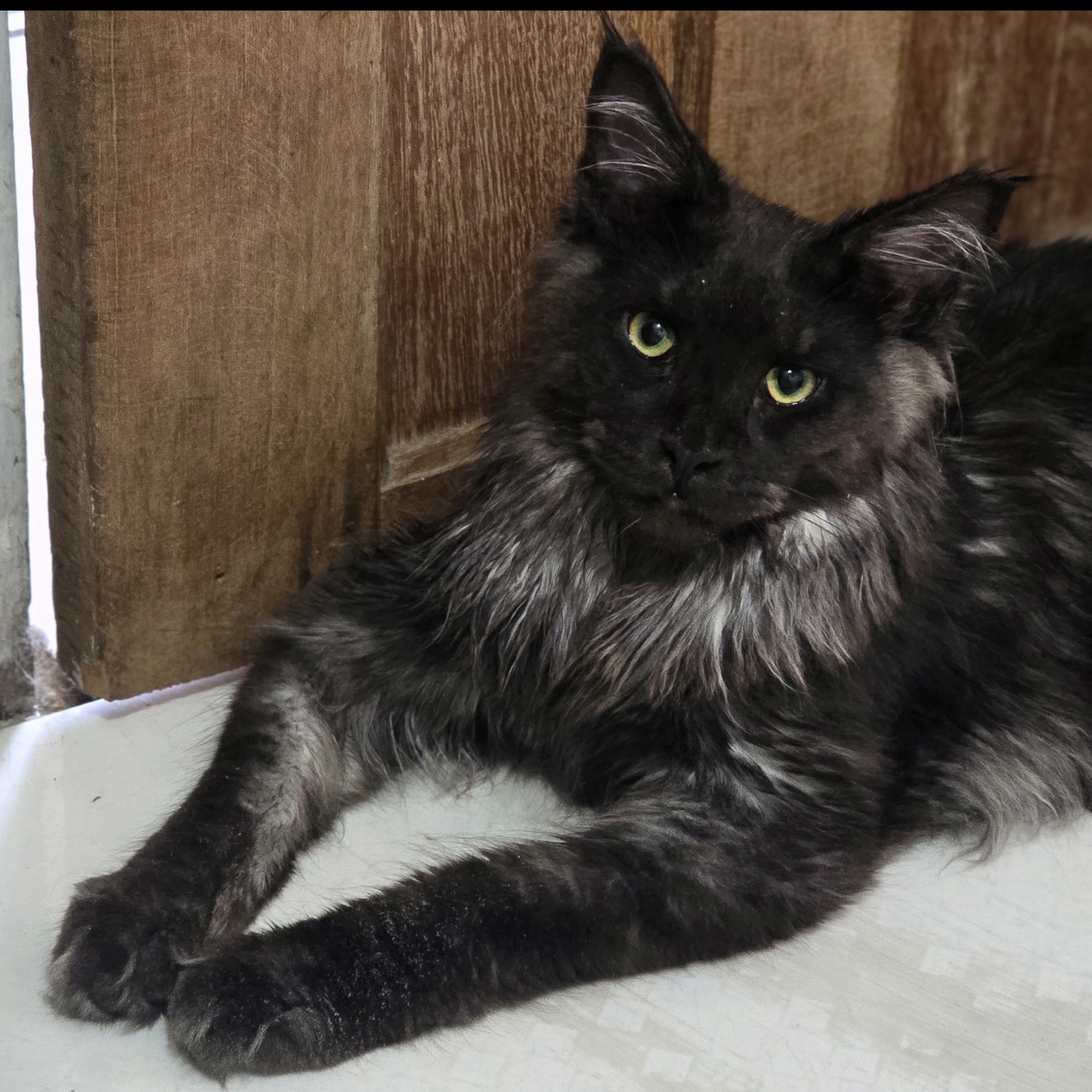 MORPHEUS CAT OSCARLEANA LIDUINA BARBOZA DE OLIVEIRA