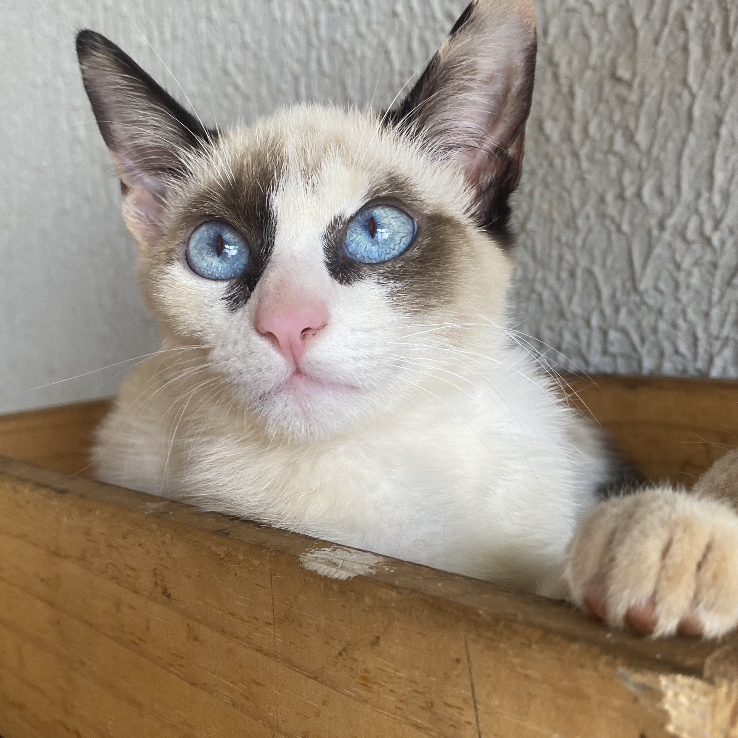 -LUA GUIMAR&Atilde;ES GOMES VICTORIA LUANA GUIMAR&Atilde;ES ARAUJO