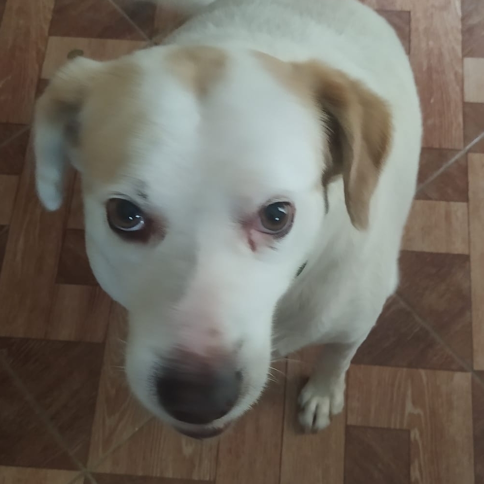 -Galego Cl&iacute;nica Veterin&aacute;ria d'ajuda Pets 