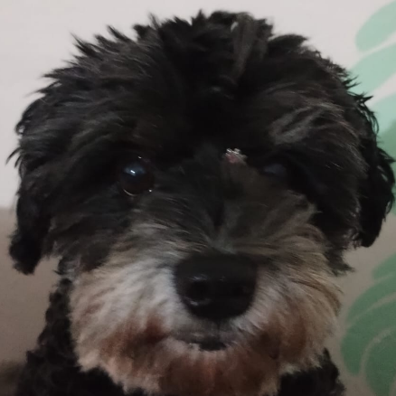 Agatha Maria (Morgana)