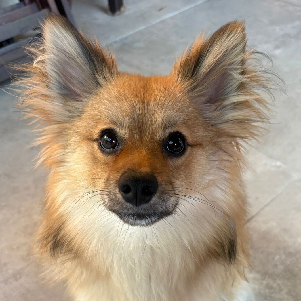 Jack Amanda Pernella Leme