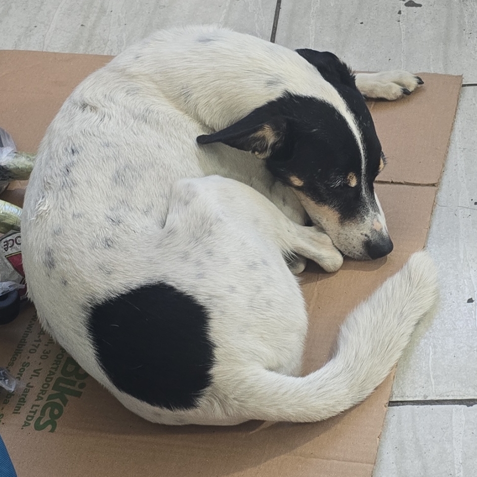 Rua An&iacute;bal Costa Dias, 41 Vila Lucy Sorocaba SP  Luiz Carlos Falsarella 