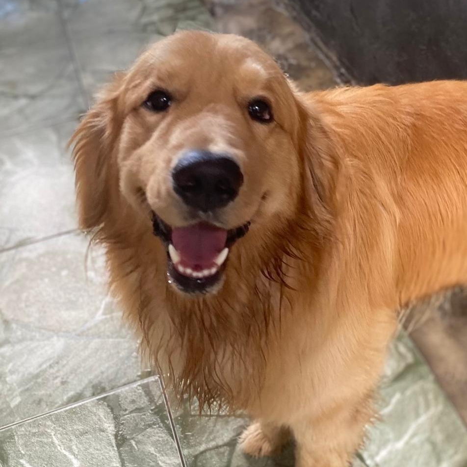 Torrada Carlos Furlanetti 