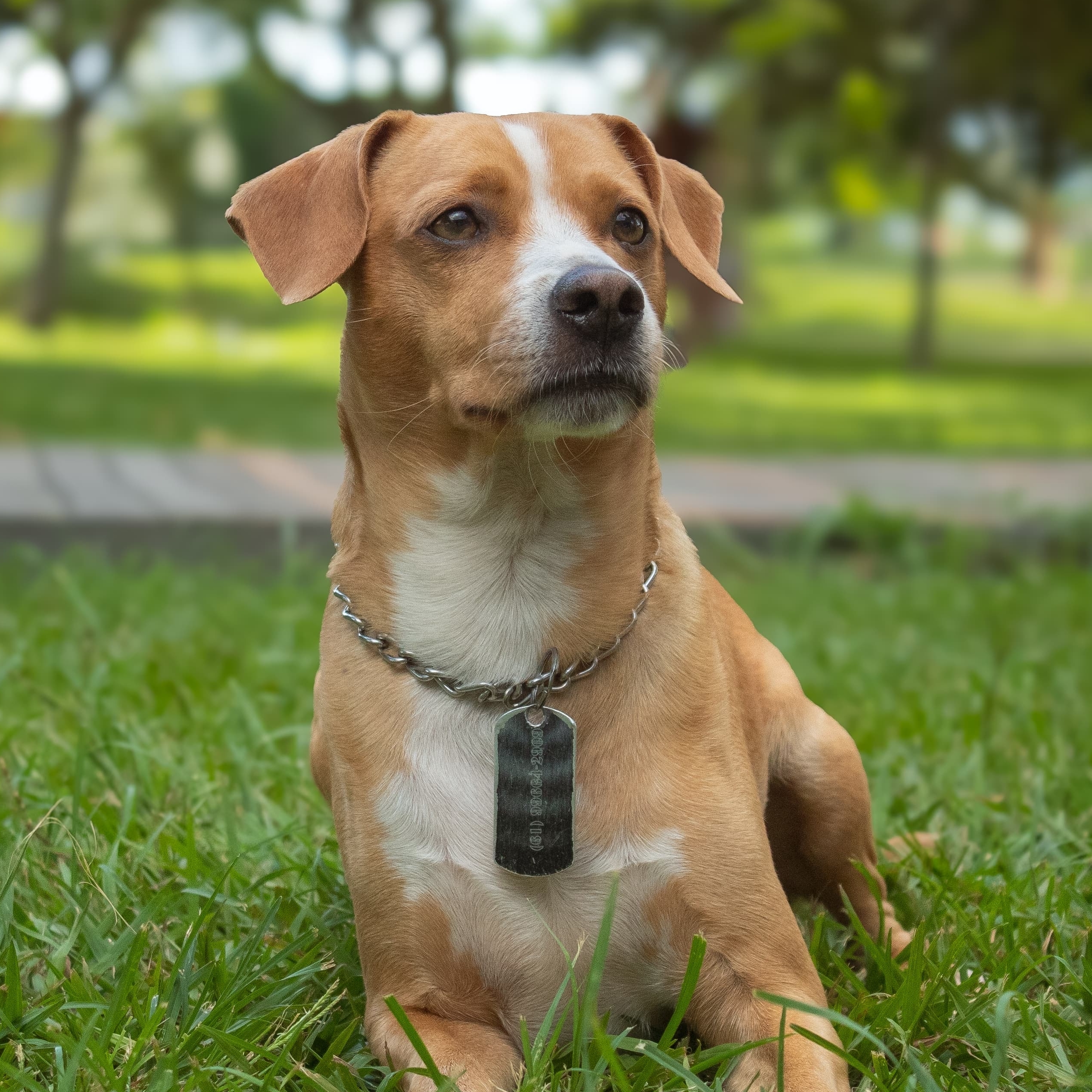 Kobe  Davi Rodrigues 