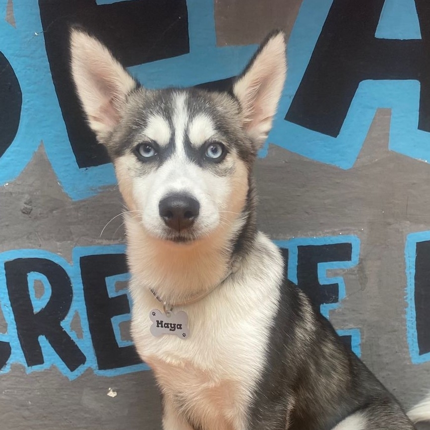 Maya José Pedro Silva Bisneto 