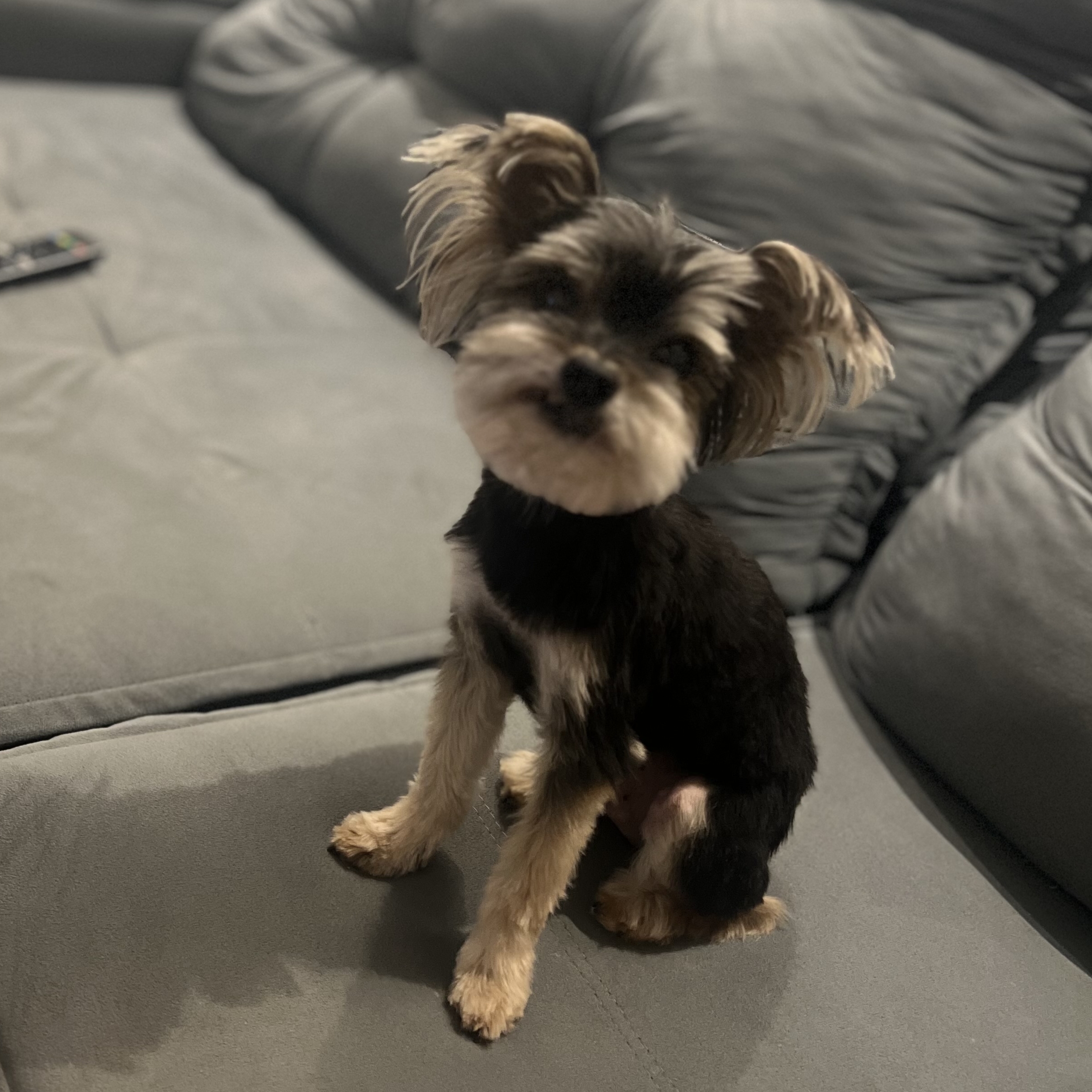 -Toddy Samanta Val&eacute;rio Torquetti