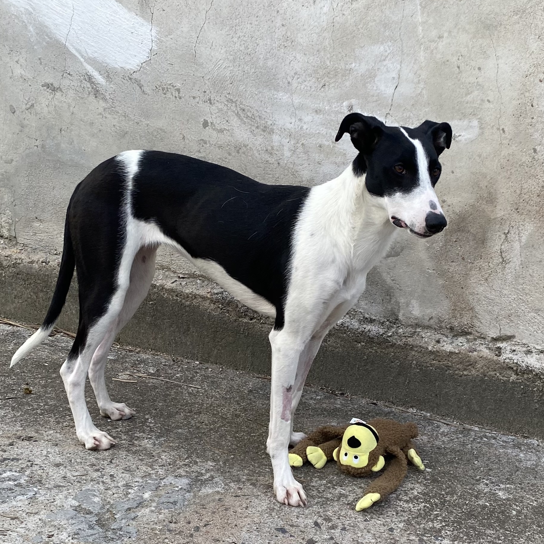 Munique- Camila Athayde