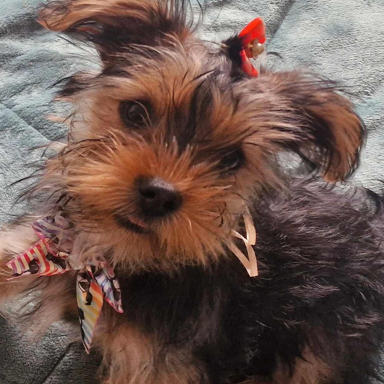 -Bela Shirley e Gilberto 