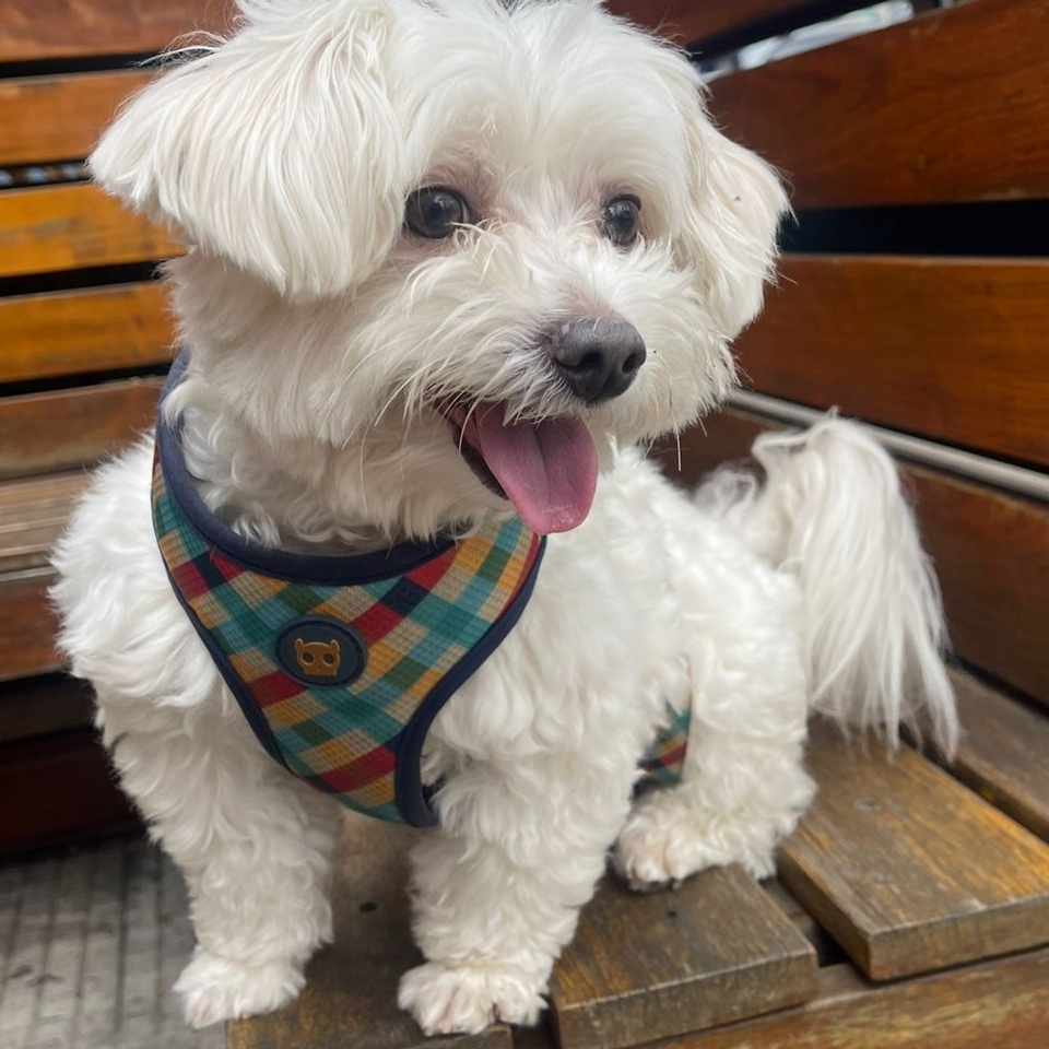 Snow Viviane e M&aacute;rio 