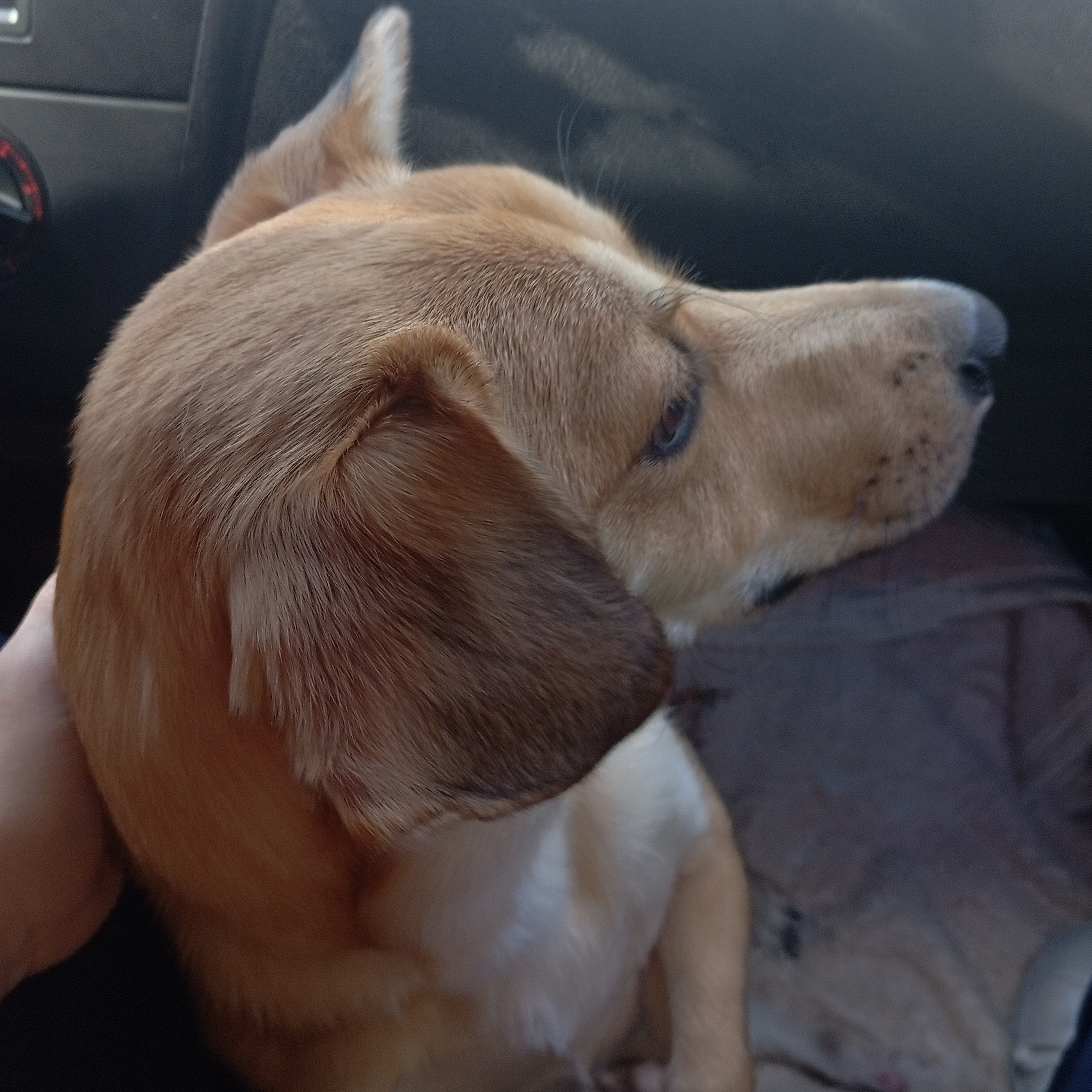 Clar&ecirc;ncio  Aline