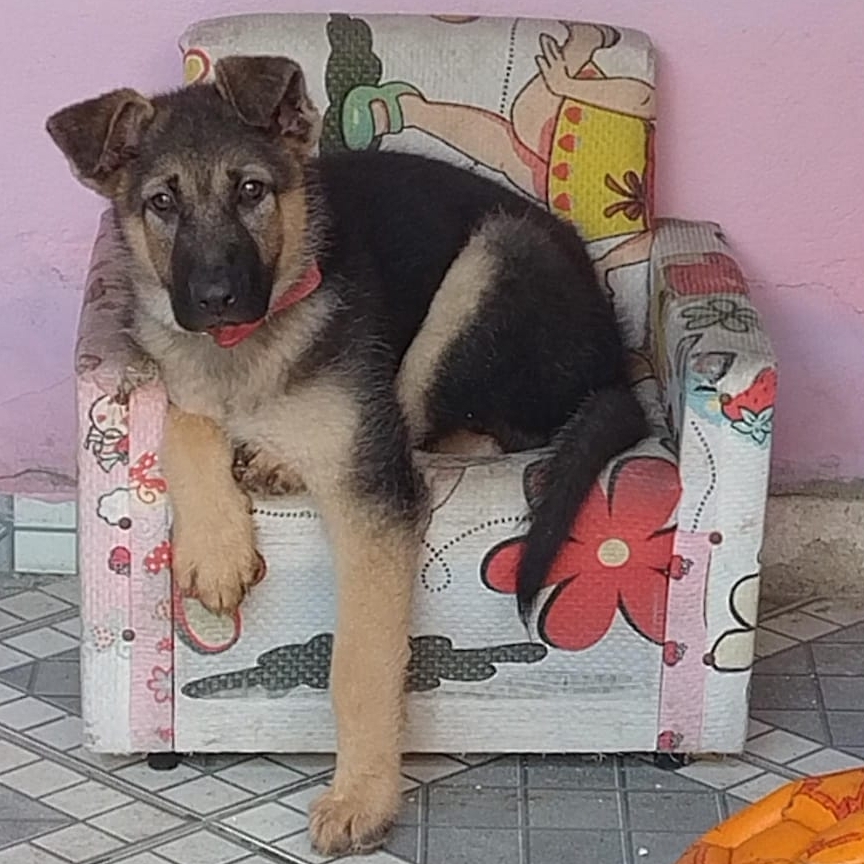 F&uacute;ria Helena  M&aacute;rcio Santos Rodrigues 