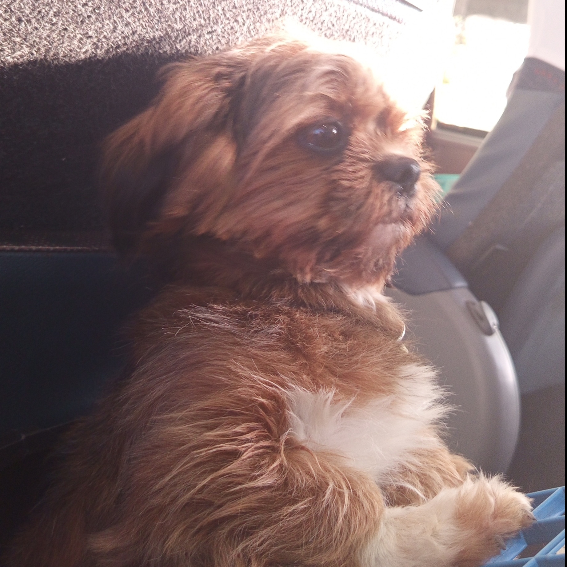 Th&eacute;o  Kamila Am&eacute;rico coelho 