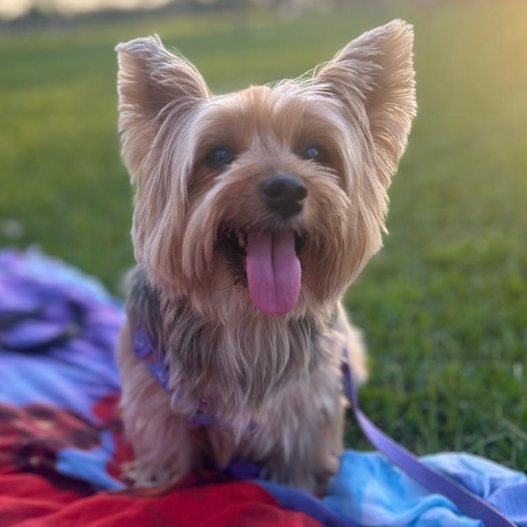 PRINCESA Desiderio Sampaio 