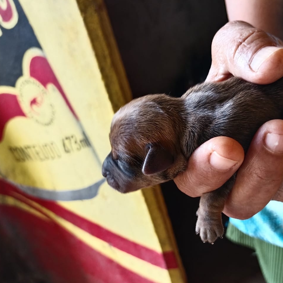 Belinha joyce,eduardo e camila