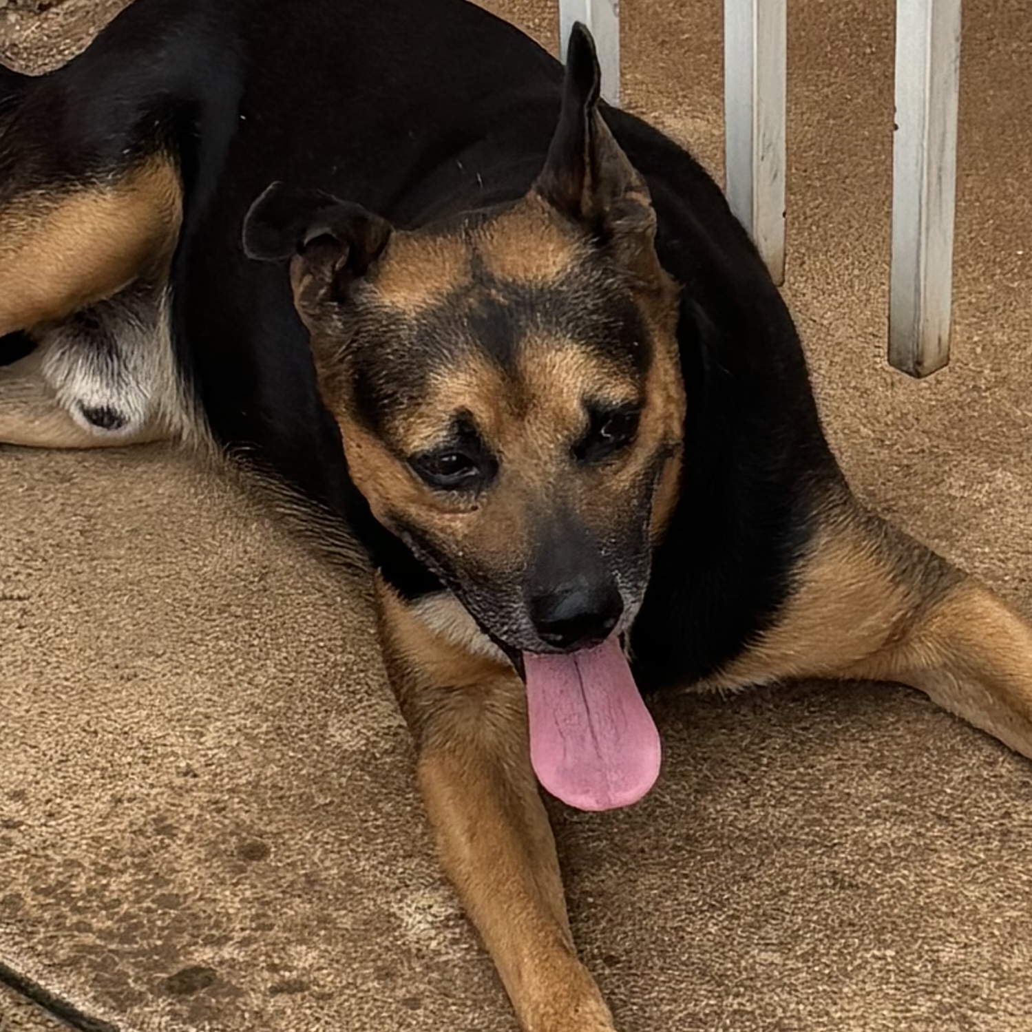 Caju Carlos Jos&eacute; pedro 