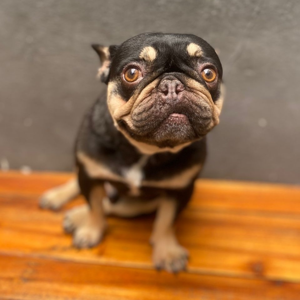 Jorginho Bruna Weides 