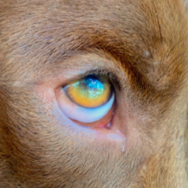 Roque Lone dos Santos Barbosa  Marileide Barbosa 