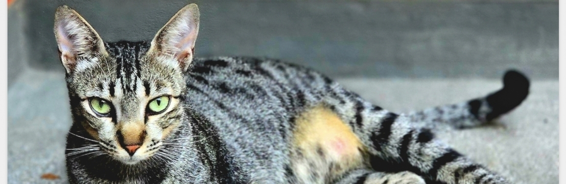 NanaLucinha Alves Rocha