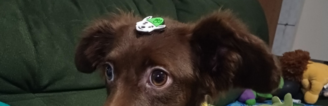 Bisnaga BentoBernardo Noah Bento Bispo