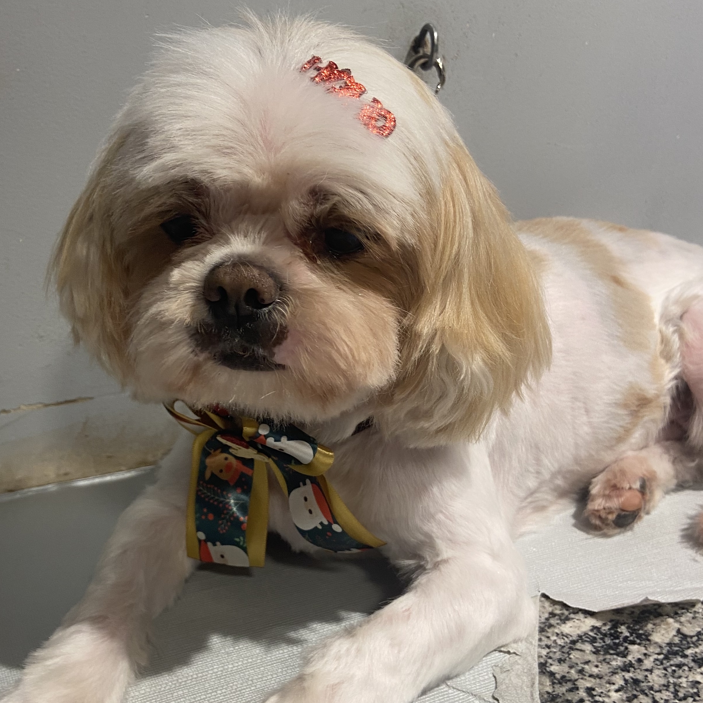 -Alem&atilde;o  Patr&iacute;cia 