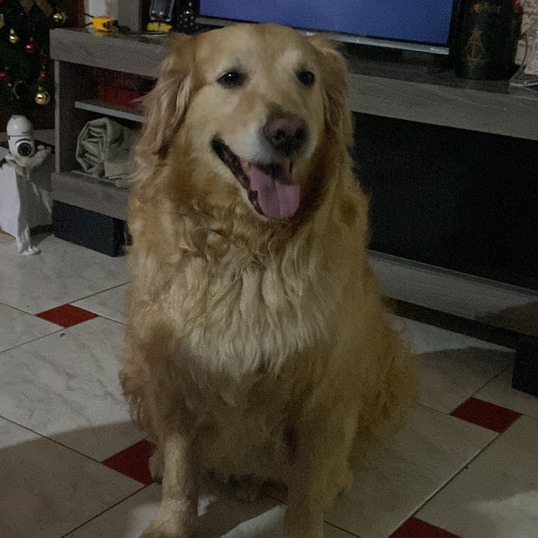 -Apollo  Suelen / Estefani