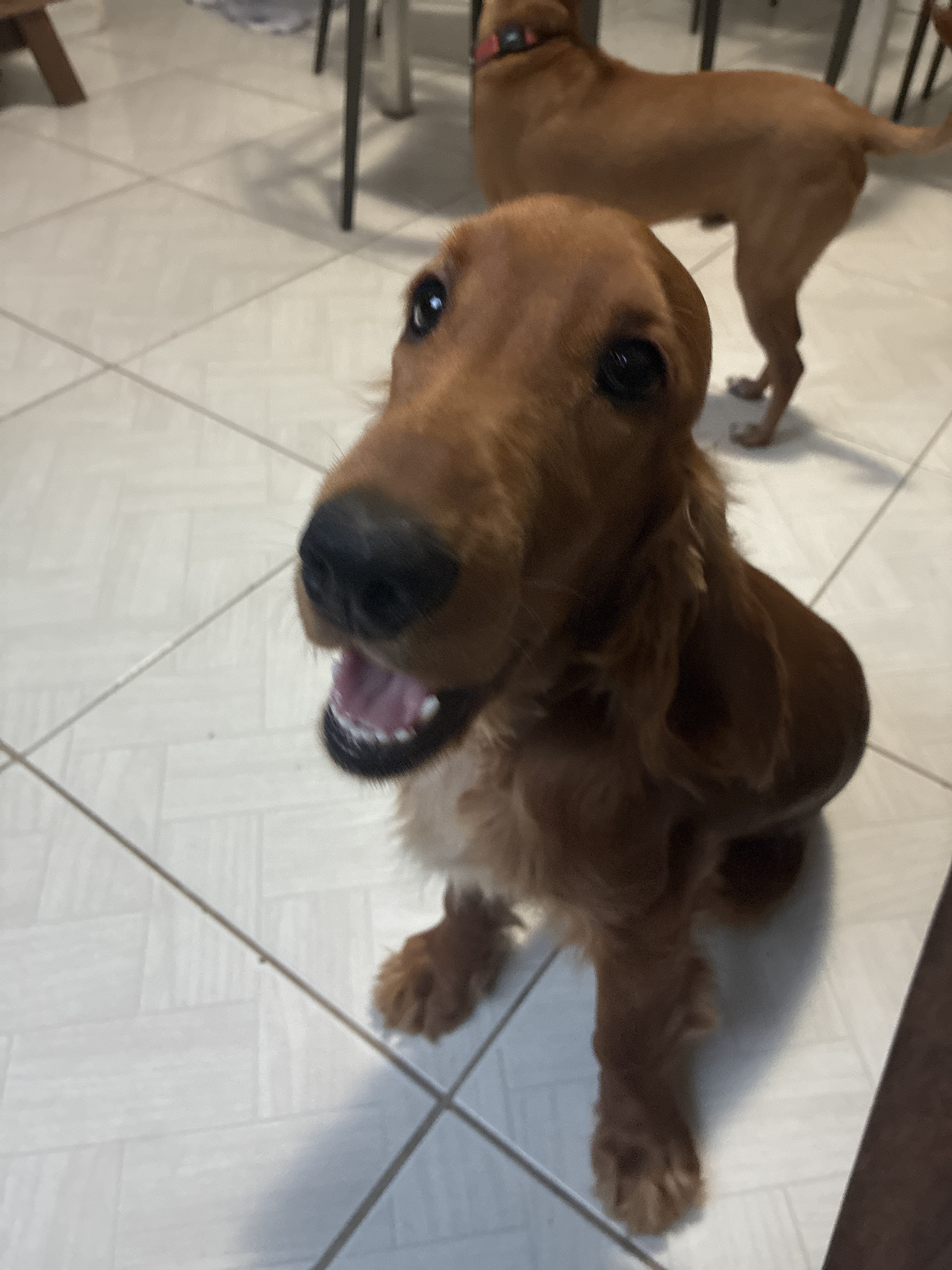 Bob Nelson Gustavo / Vanessa