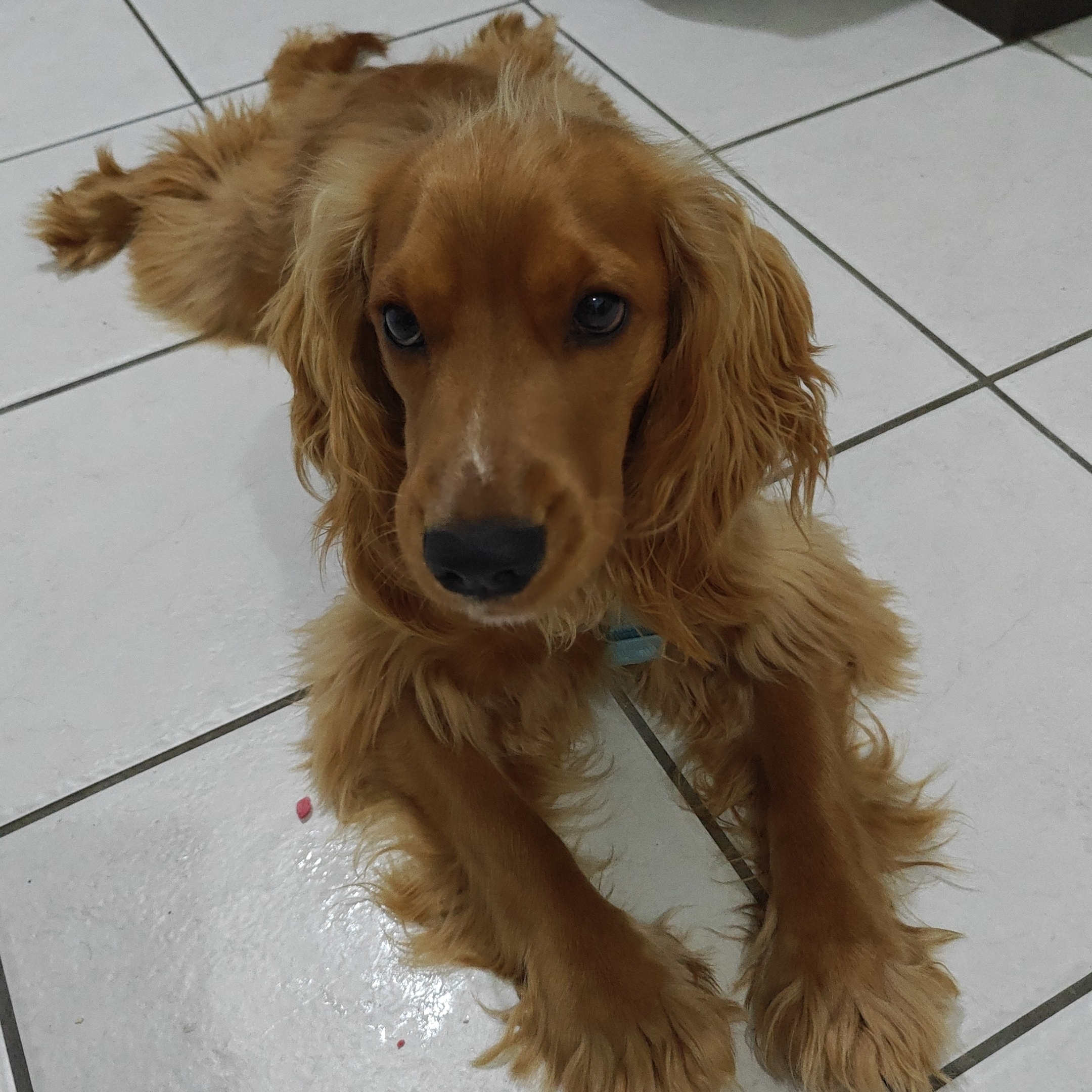 Shawn  Gilberto Martins Fortunato/ Pyetra Martinelli 