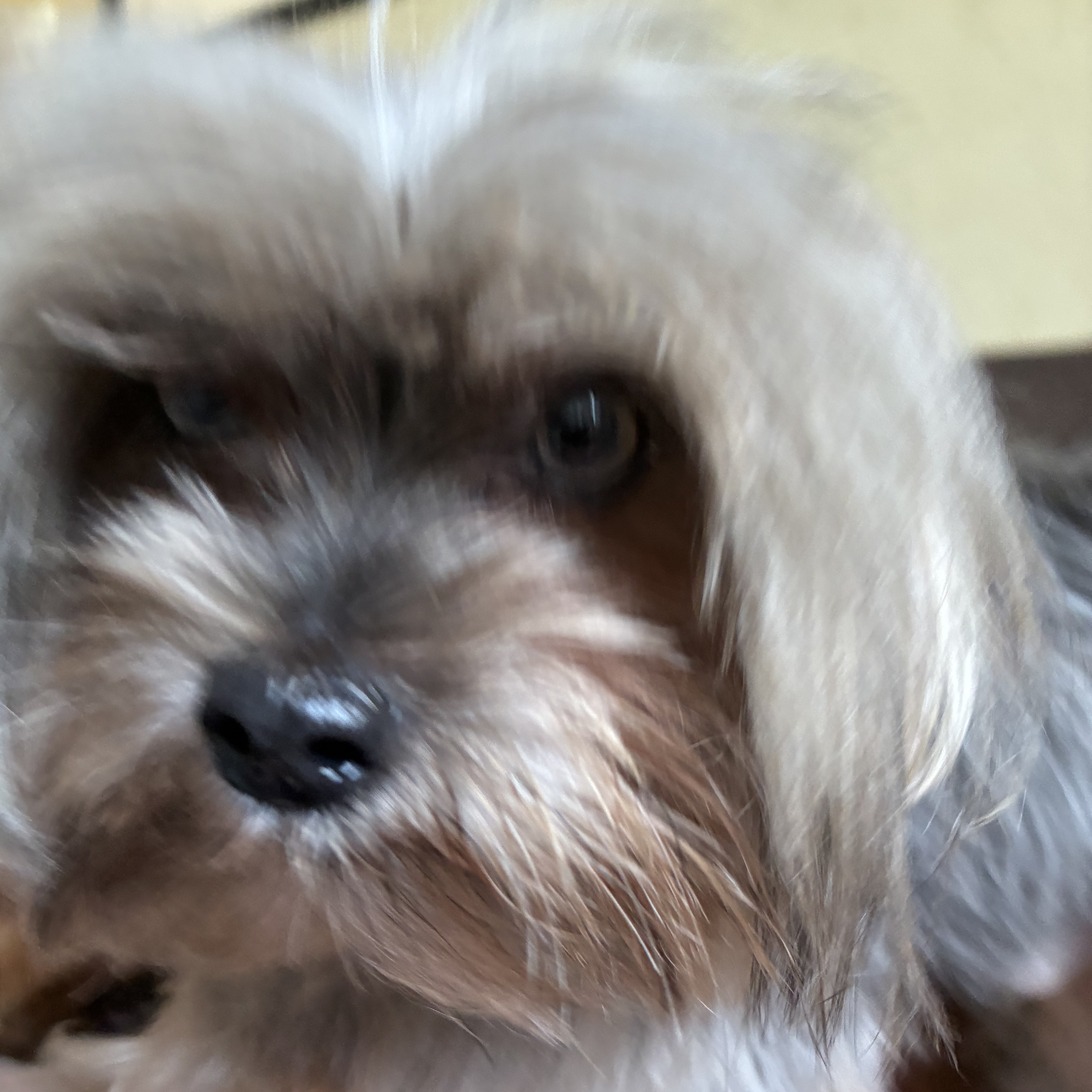 Dustin Gustavo / Vanessa