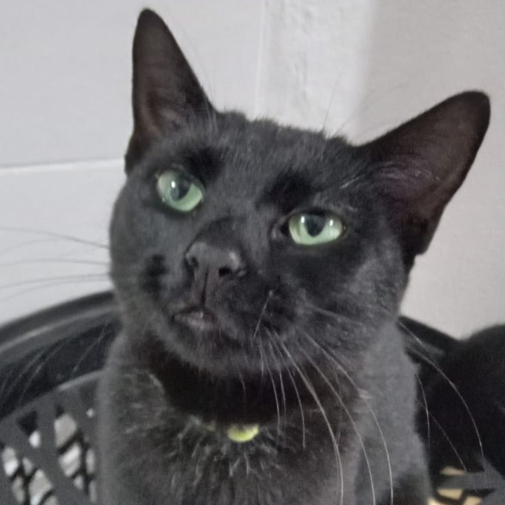 Pretinha  Sarah Batista da Silva 