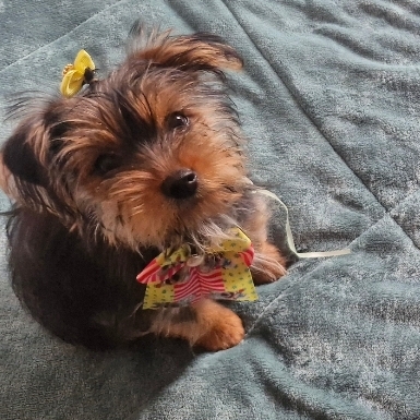 -Ariel Shirley  e Gilberto 