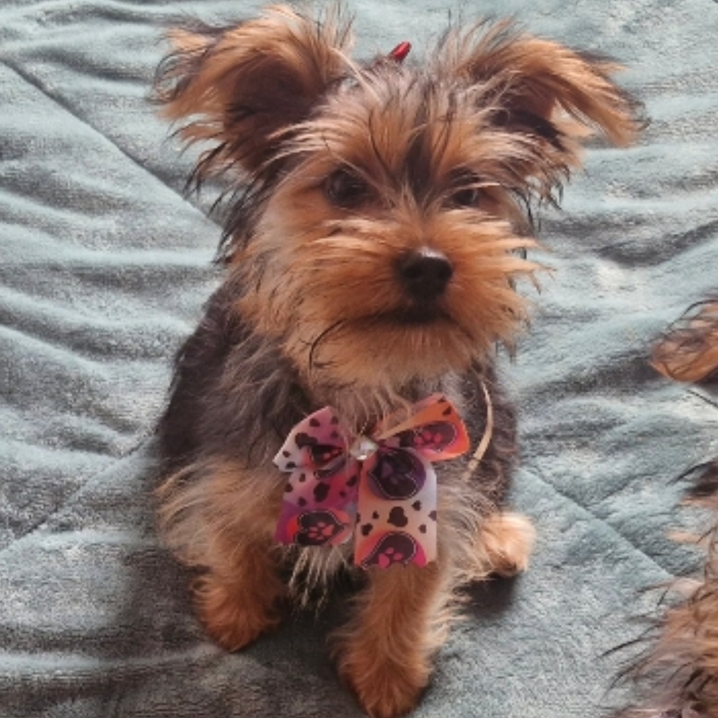 Aurora Shirley e Gilberto 