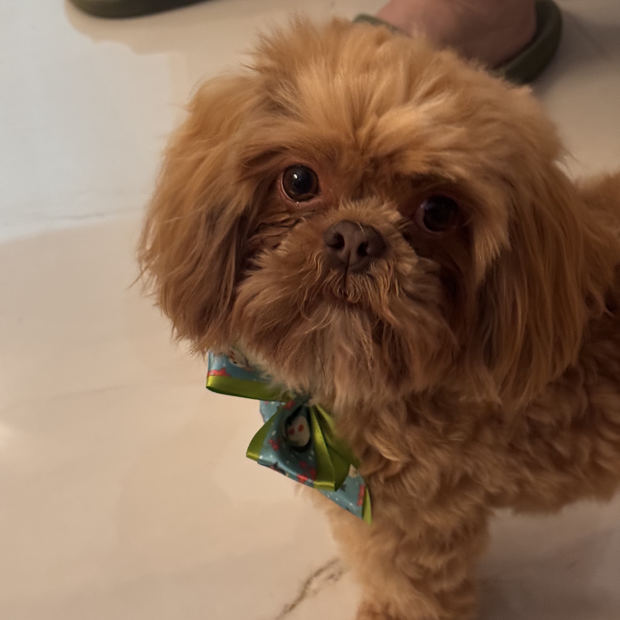 Thor Raquel Proen&ccedil;a 