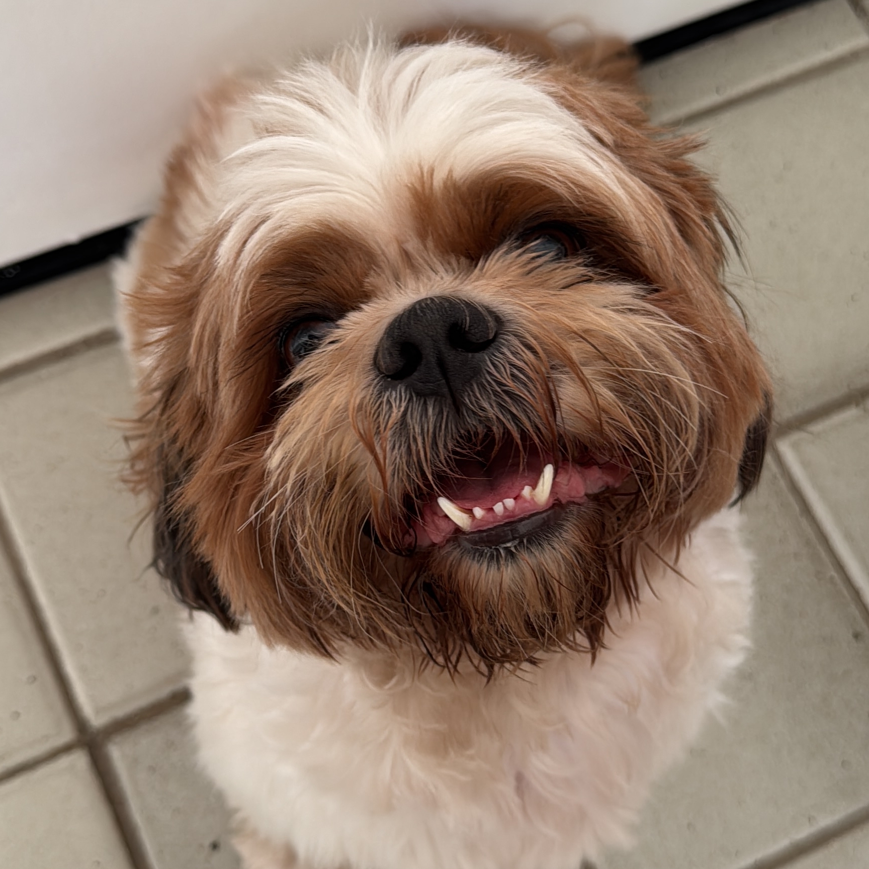 Tito Nara Carine Castro Sousa