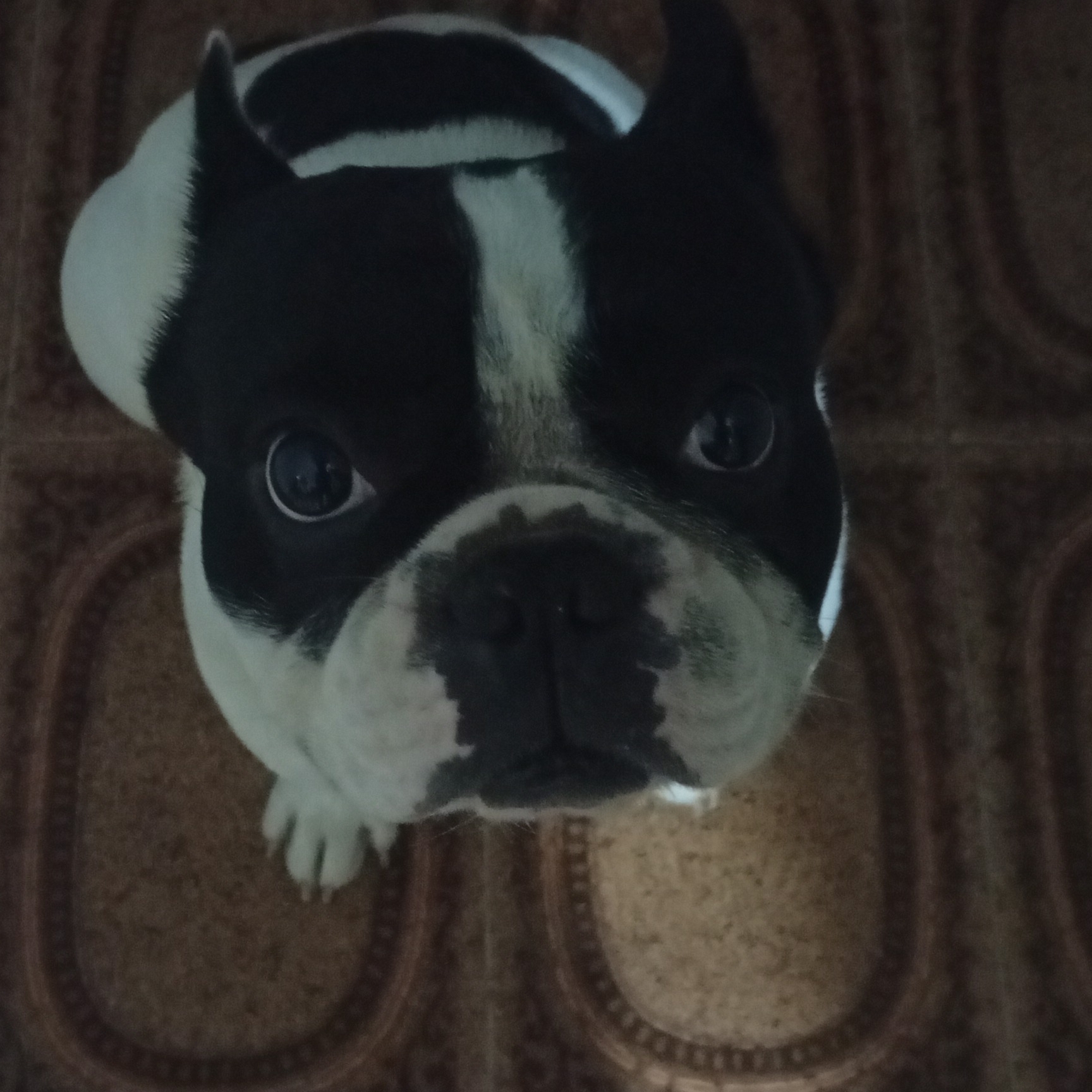 Clebinho Silva Santos  Gabrielly Dos Reis Santos/ Oct&aacute;vio Vinicius da Silva 