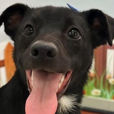 -BLACK M&aacute;rcia Ferreira 