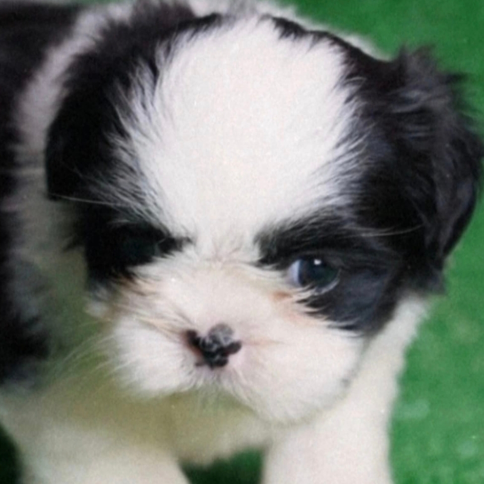 Amora Fontoura Flores  Cinara Fontoura Flores 