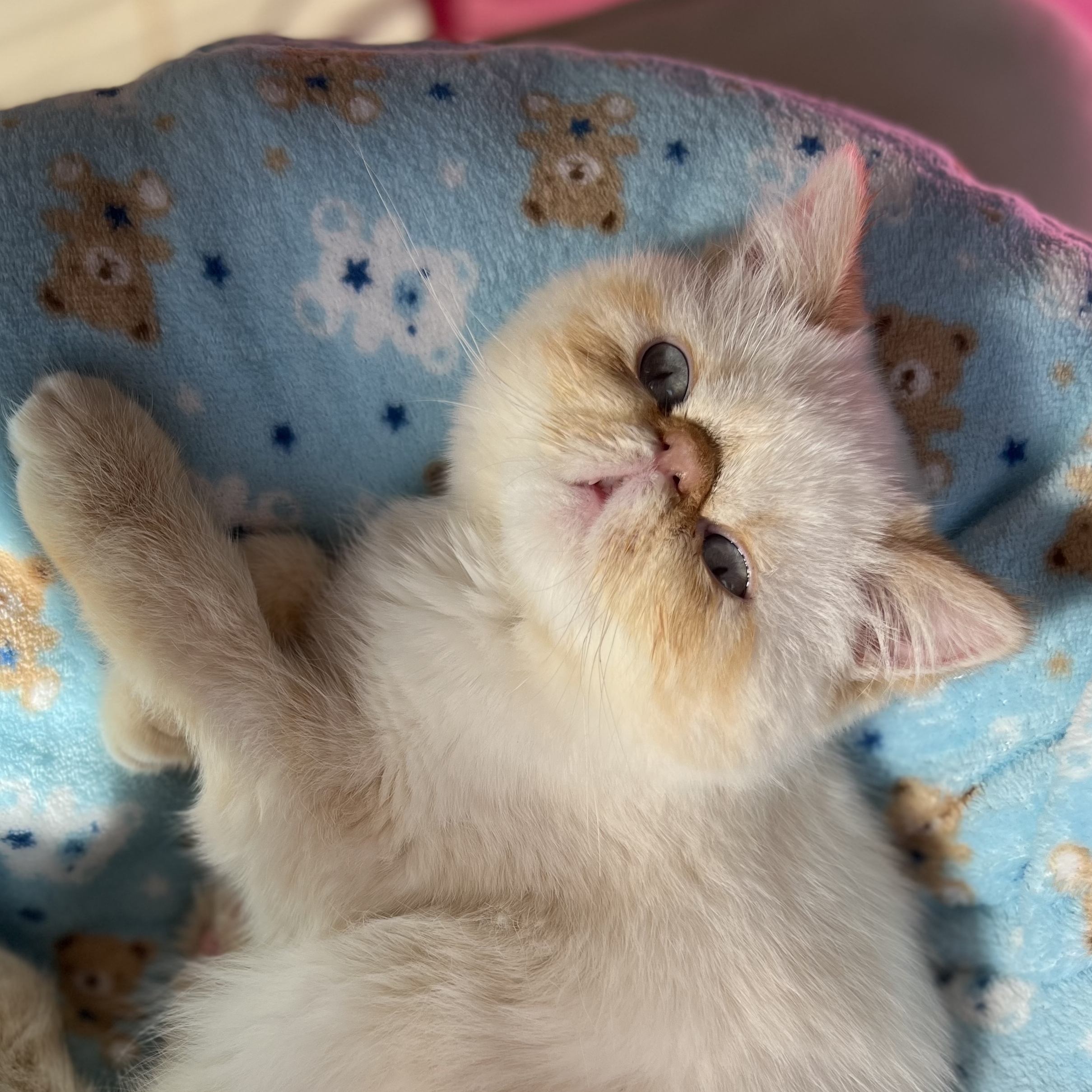 Apolo Gadret Ol&iacute;mpio 🩵 Mag&ocirc;