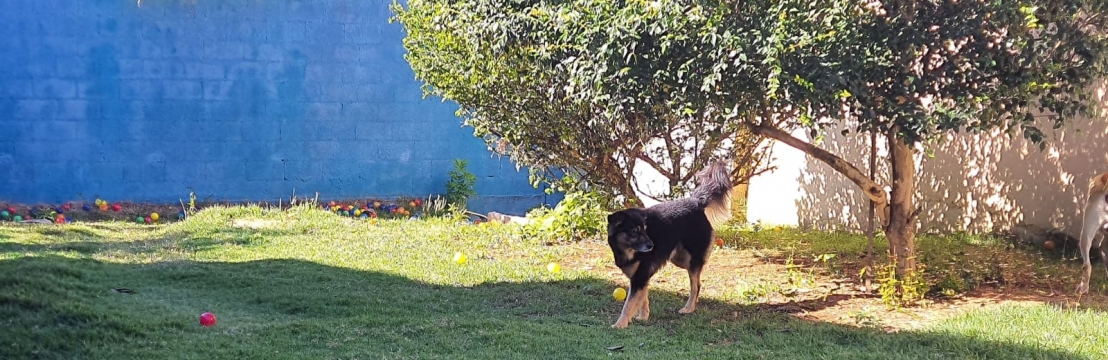 Sult&atilde;o -Rodrigo e Sabrina 