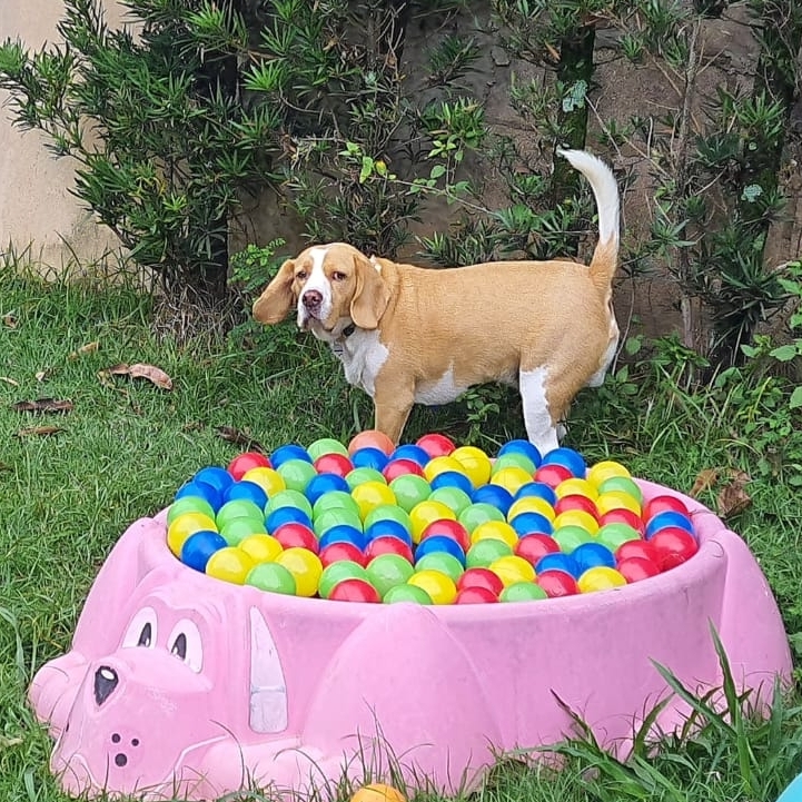 Pa&ccedil;oca Raquel 