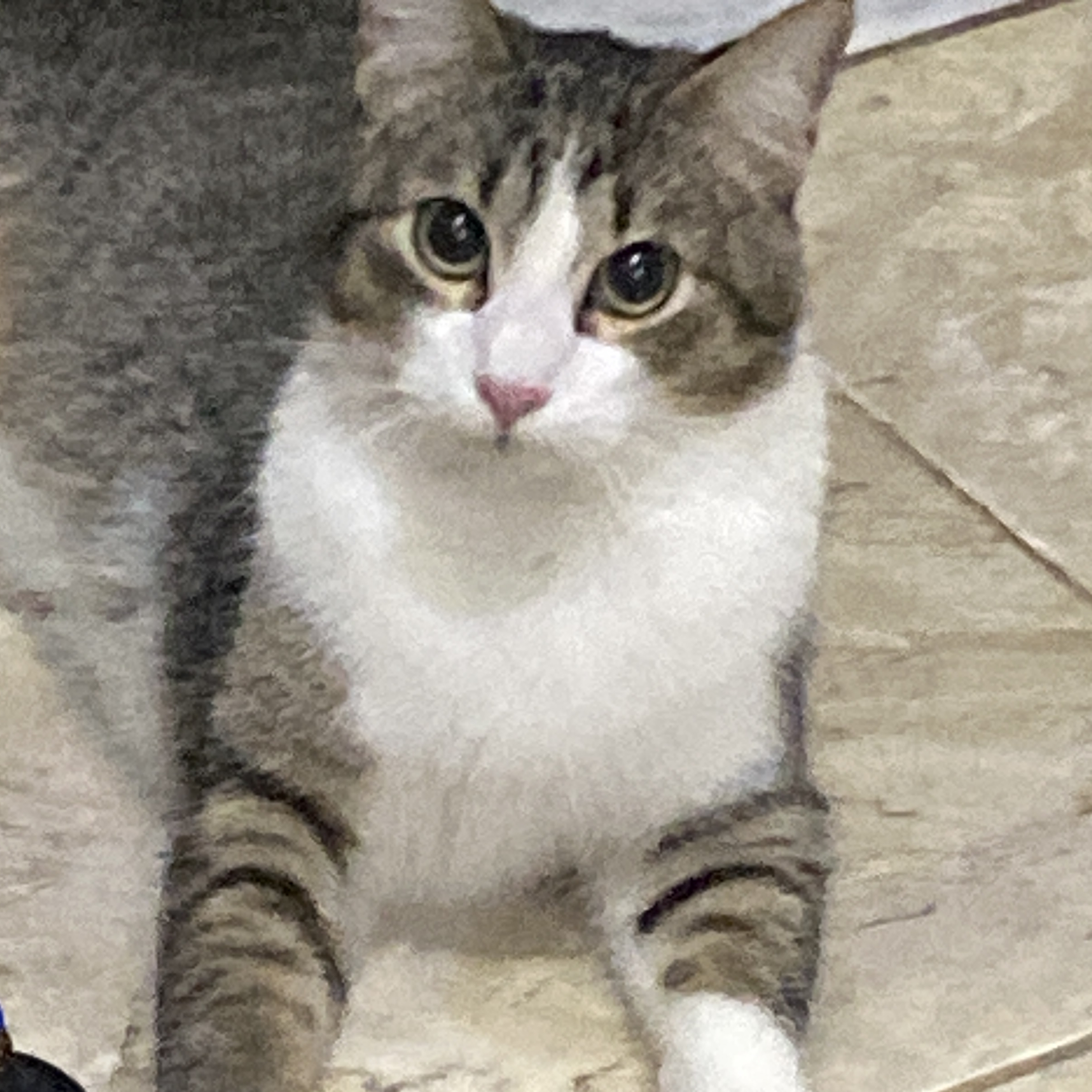 Chico Chico Carla Framback 