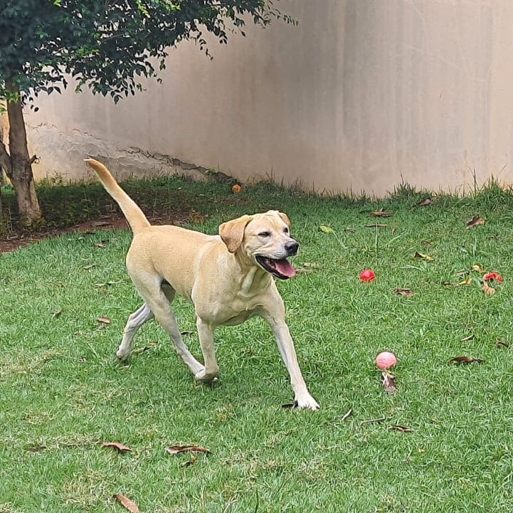 Bonif&aacute;cio  F&aacute;bio Lopes