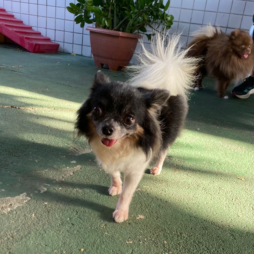 Kiwi Augusto Mayna Figueiredo