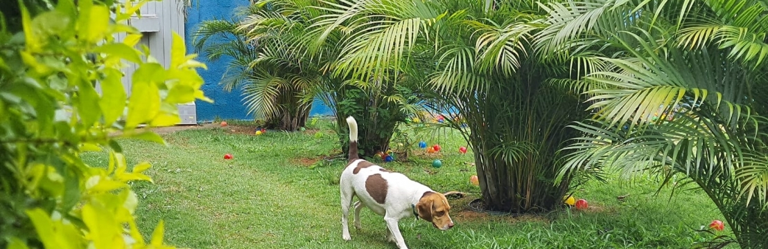 Pa&ccedil;oca J&uacute;niorRaquel 