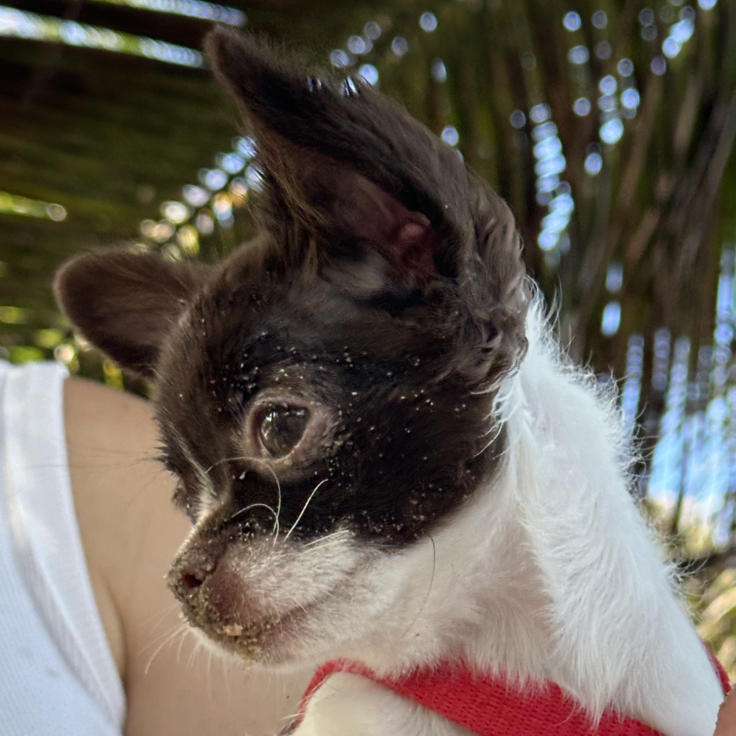 Antonieta Maria Clara 