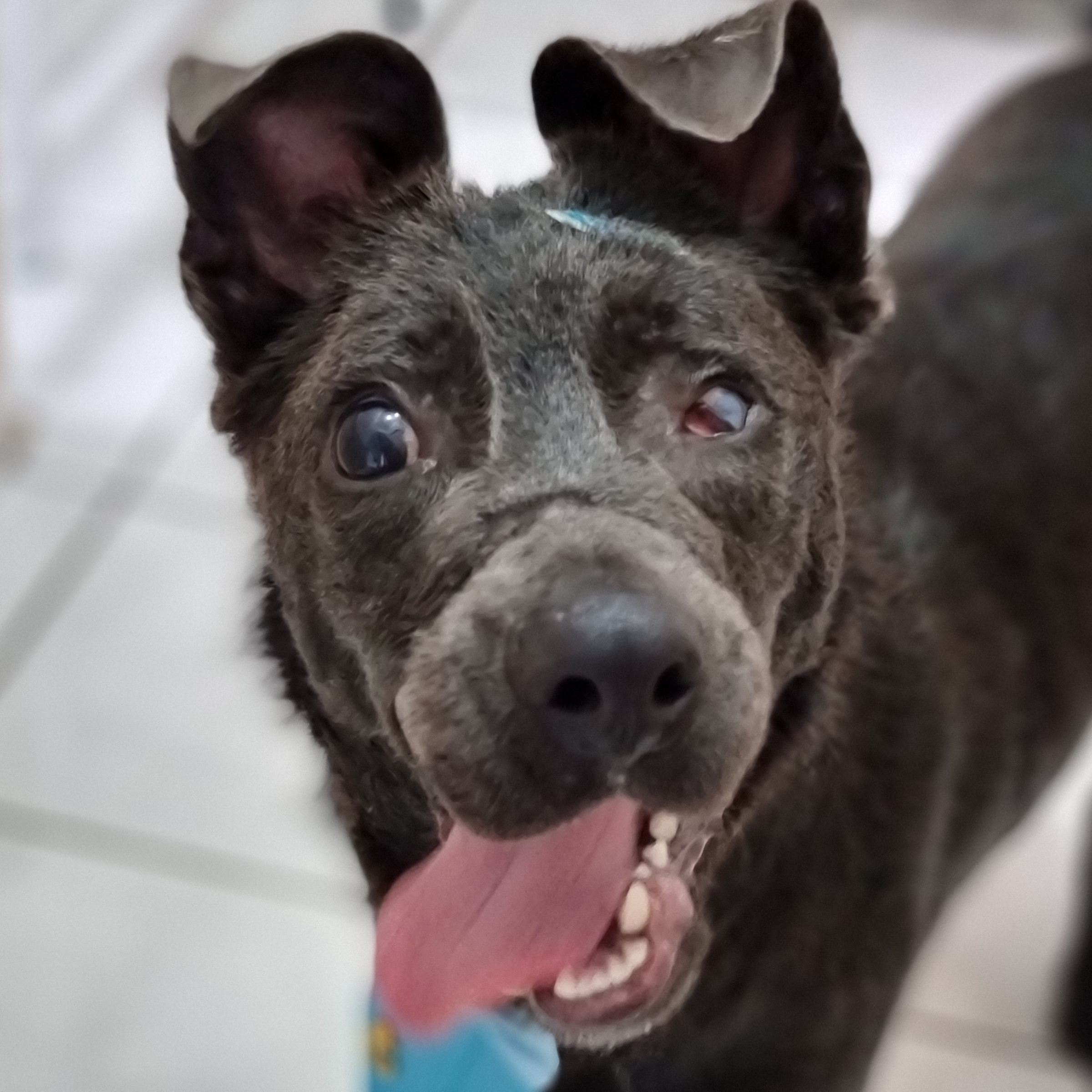 -Guerreirinho  Caio e katia