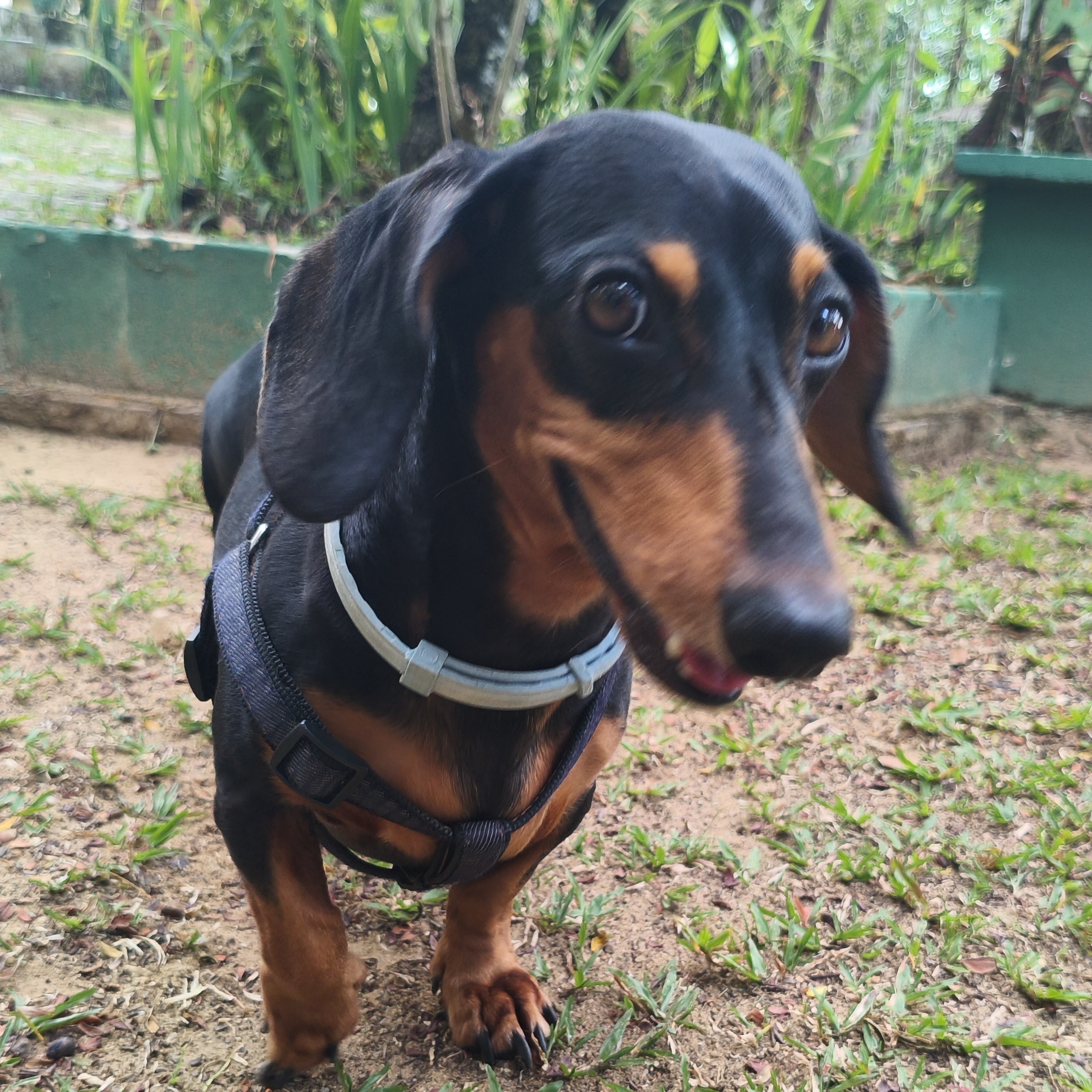 Simba F&aacute;bio Lima