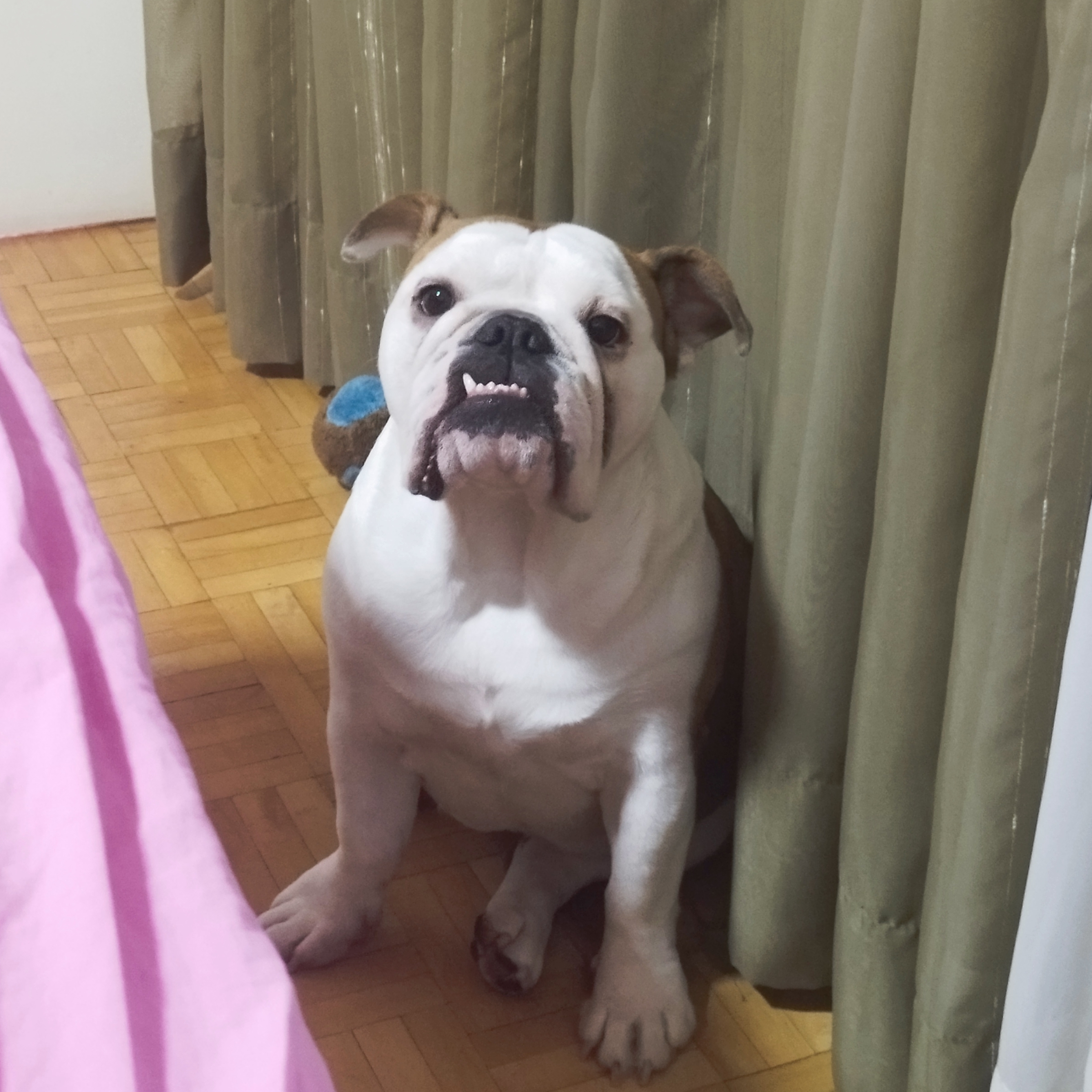 BONNIE DYLAN Luana e Andr&eacute; 