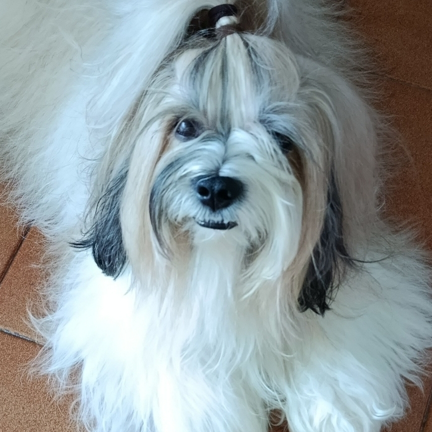 -Duke Jos&eacute;  Nicole Buarque 