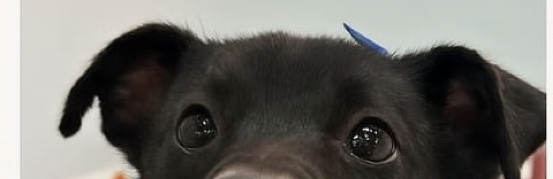 -BLACKM&aacute;rcia Ferreira 