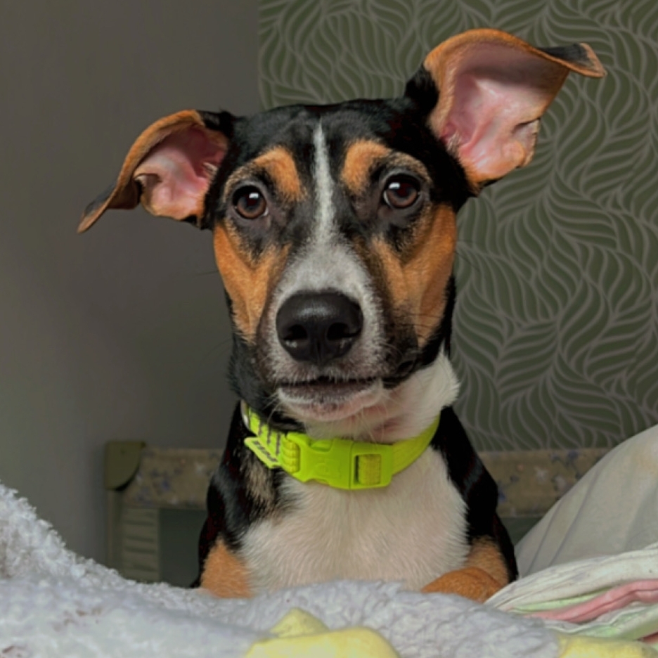 Bento Jos&eacute; Gomes Coimbra  Victoria Gomes Oliveira 